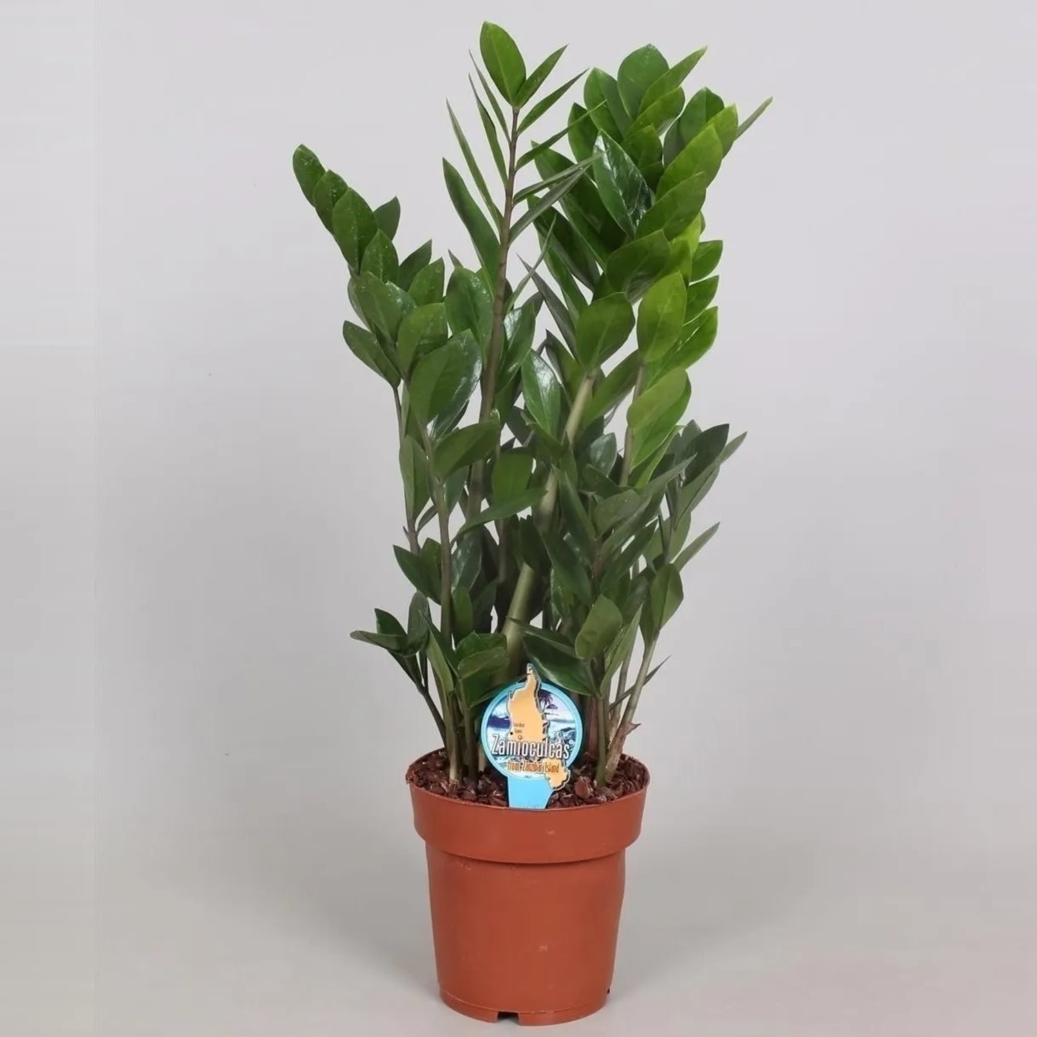Zamiokulkas zamiolistny (Zamioculcas zamiifolia) - don. 12 cm