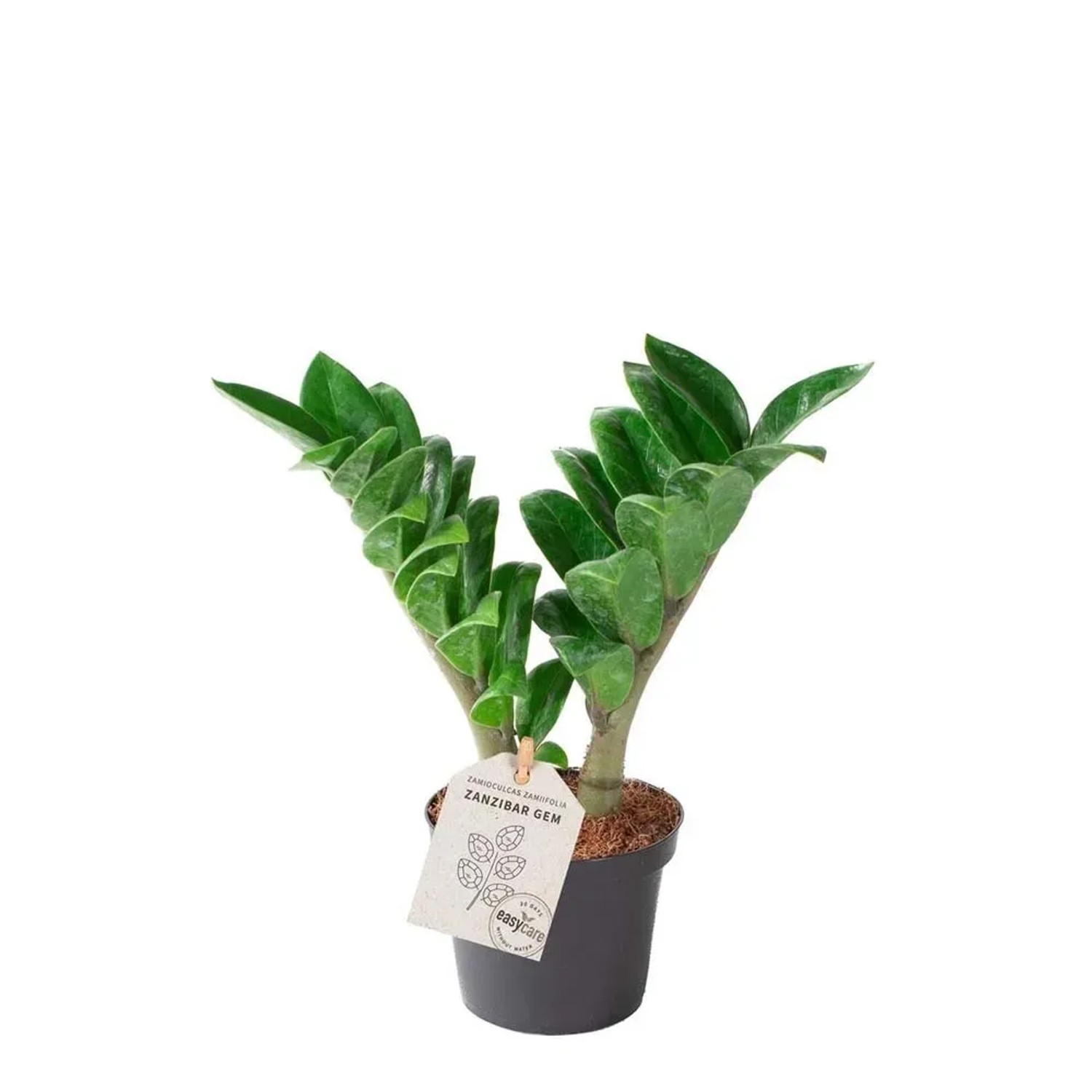 Zamiokulkas (Zamioculcas Zenzi) - don. 9 cm