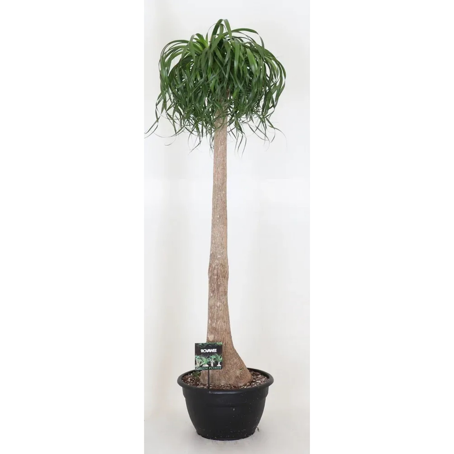 Nolina (Beaucarnea Recurvata) - wys. 180 cm, don. 40 cm