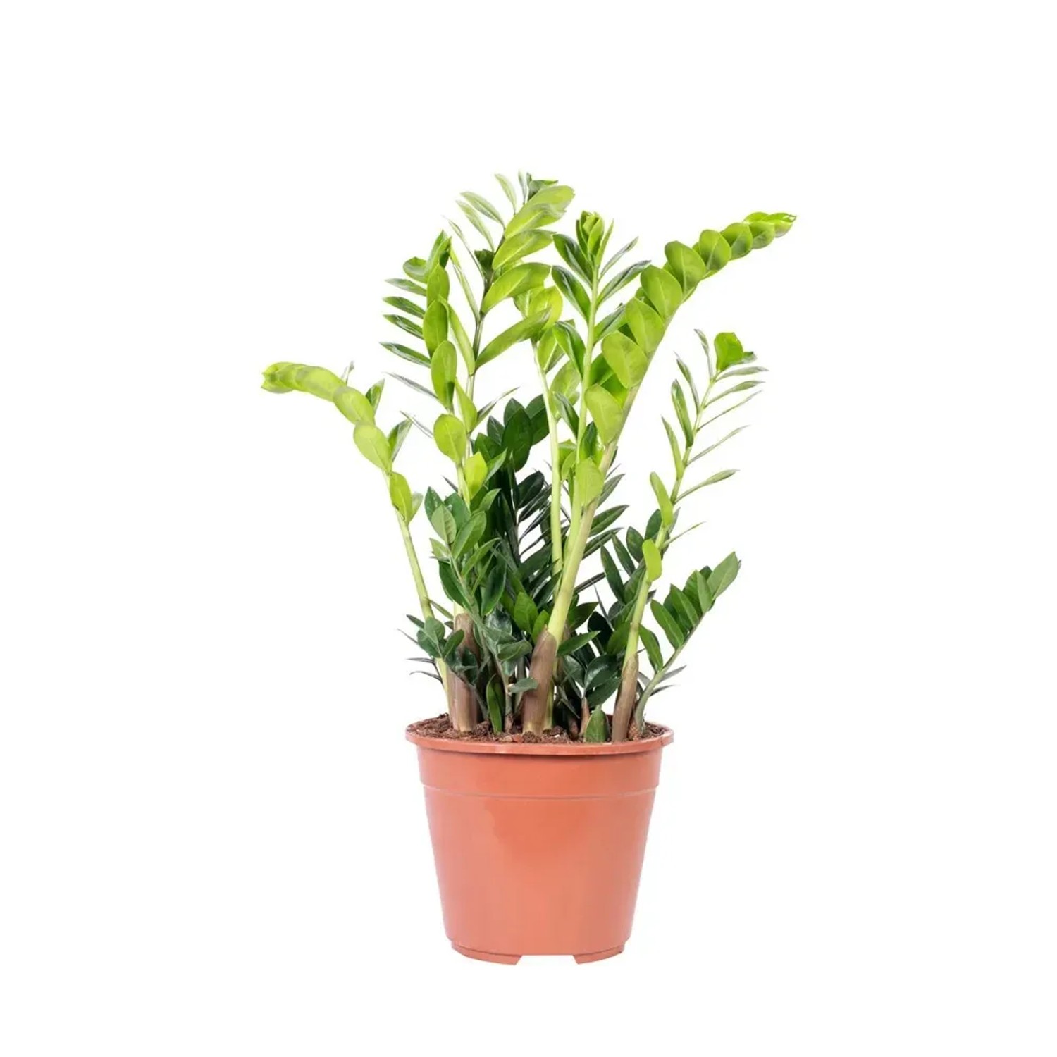 Zamiokulkas zamiolistny (Zamioculcas zamiifolia) - wys. 110 cm, don. 30 cm