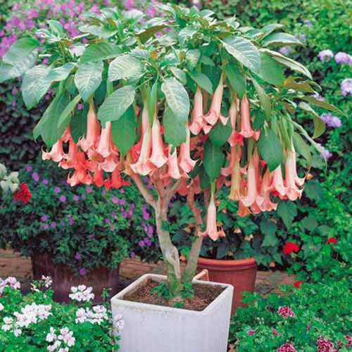1 Stück, Brugmansia Pink - Stauden: Ilość w opakowaniu: 1 Stück
