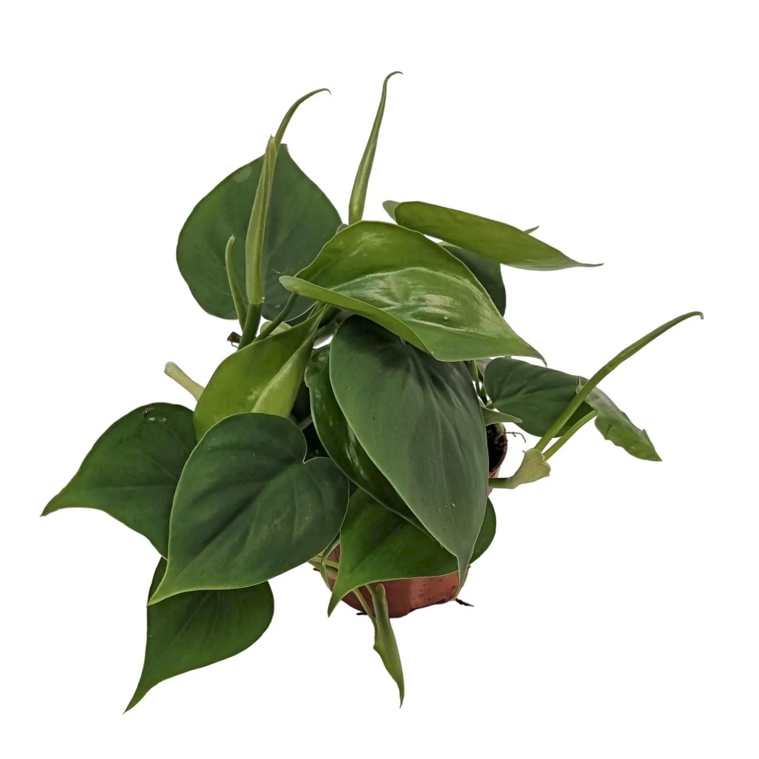 Philodendron pnący (Philodendron scandens) don. 8,5 cm