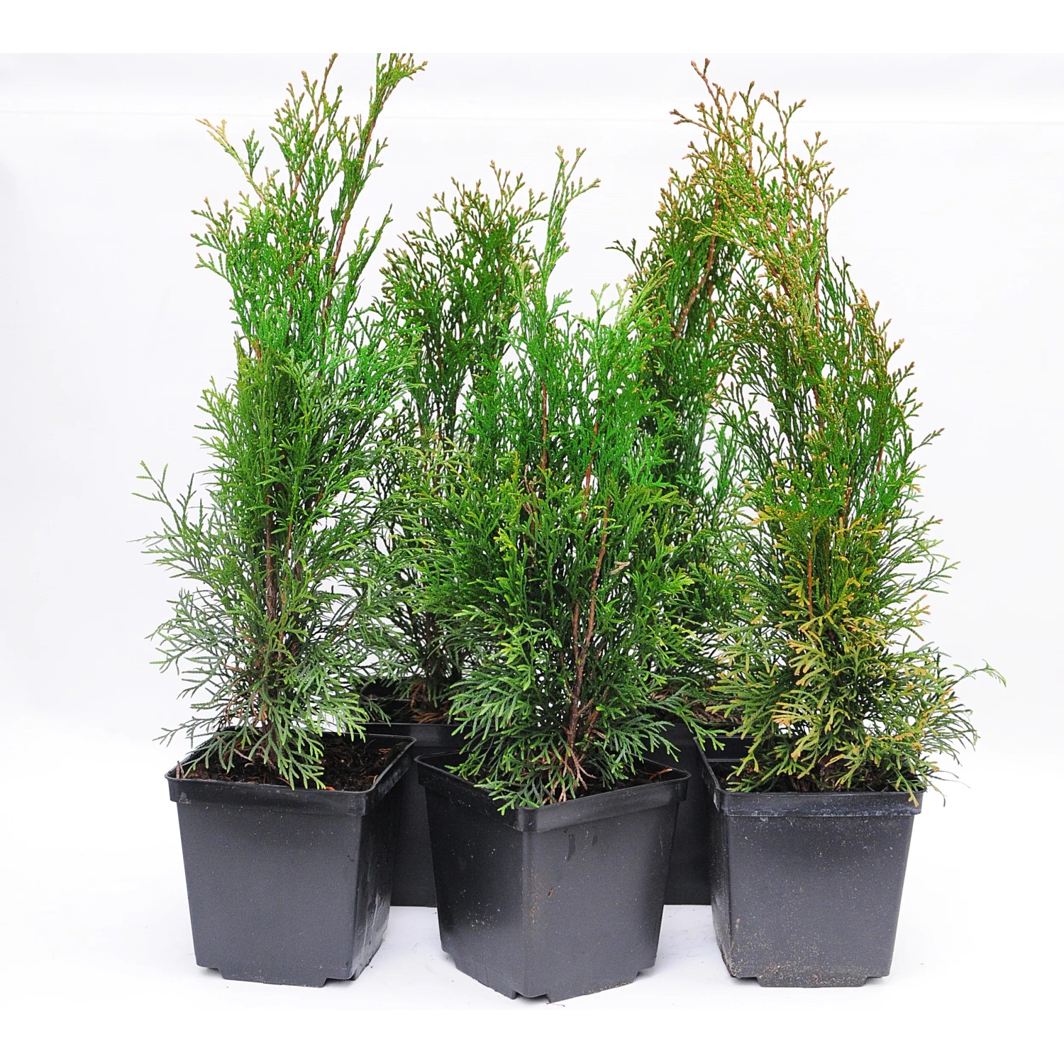 Tuja (Thuja) Szmaragd - don. 9 cm