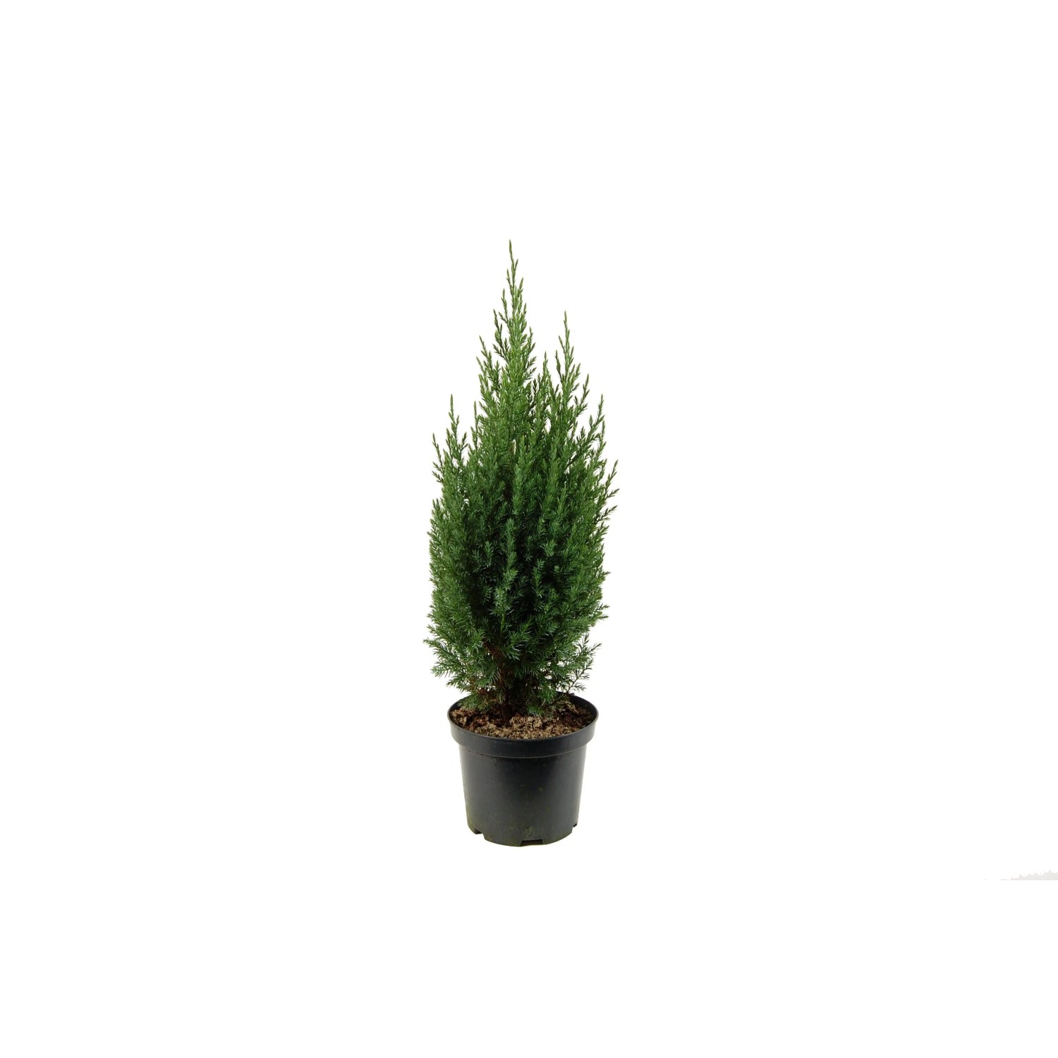 Jałowiec chiński (Juniperus chinensis 'Stricta') don. 3 l