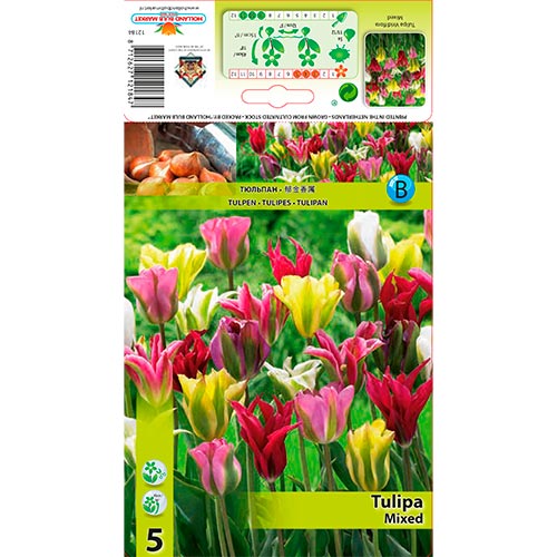 5 cib, Tulipán zelený, mix - : Monžstvo balíkov: 5 cib