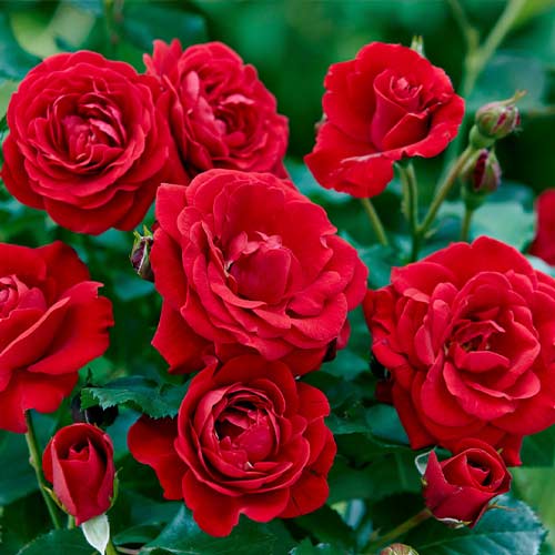 Rosa floribunda Bordo - Plántulas: Ilość w opakowaniu: 1 plantas