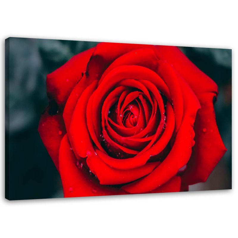 Obraz na płótnie Feeby Piękna czerwona róża 60x40cm 1szt