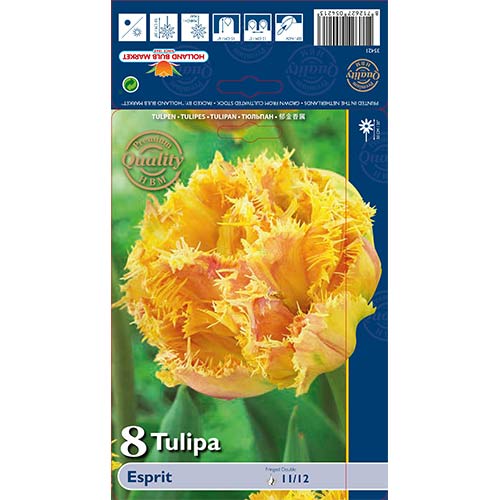 8 szt., Tulipan strzępiasty Esprit - Cebule: Ilość w opakowaniu: 8 szt.