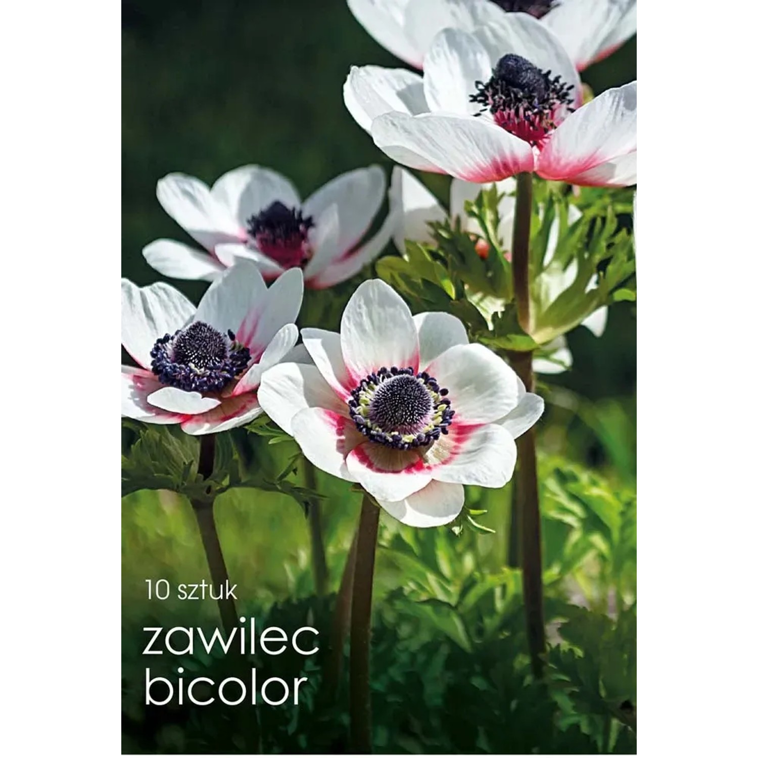 Zawilec (Anemone) Bicolor - 10 szt.