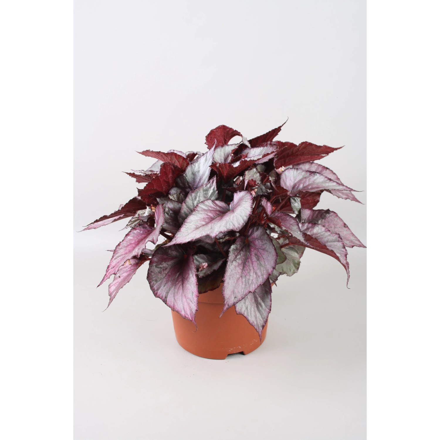 Begonia (Begonia) Maori Haze - don. 17 cm