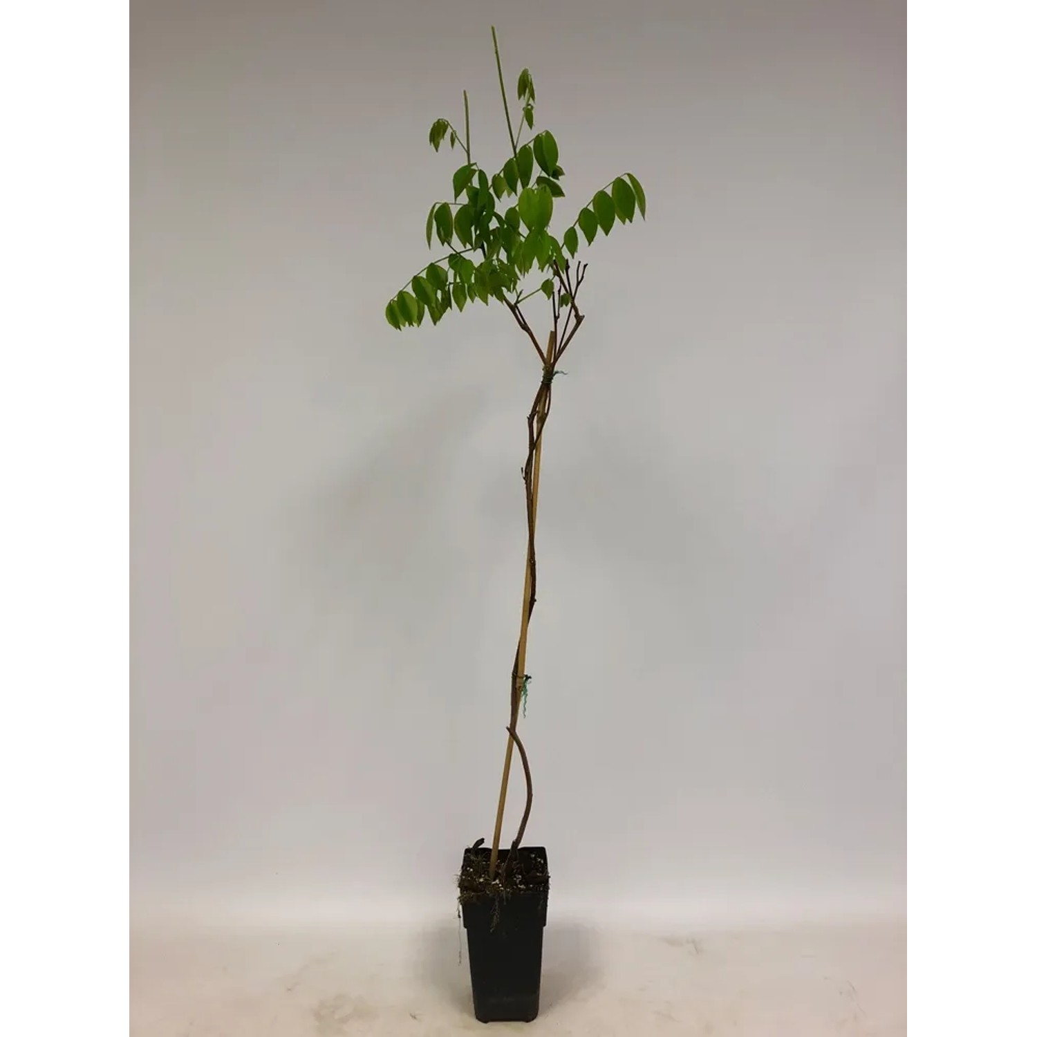 Wisteria Blue Moon 80-100cm 14cm