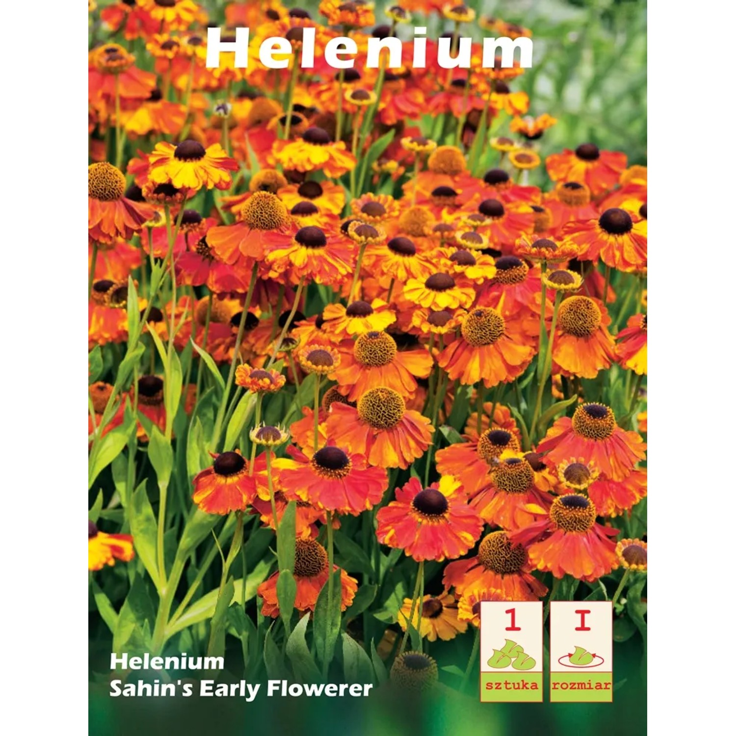 Dzielżan Helenium Sahin's Early Flower er 1szt