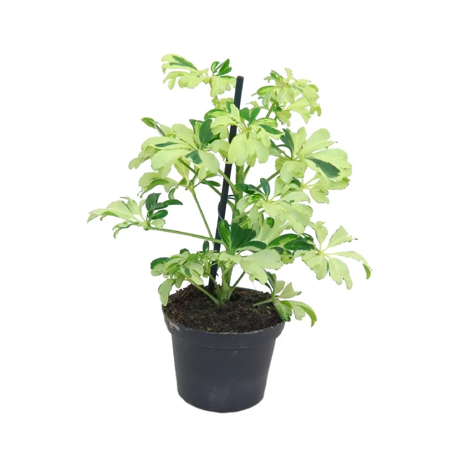 Szeflera (Schefflera) Gold Capella - don. 8 cm
