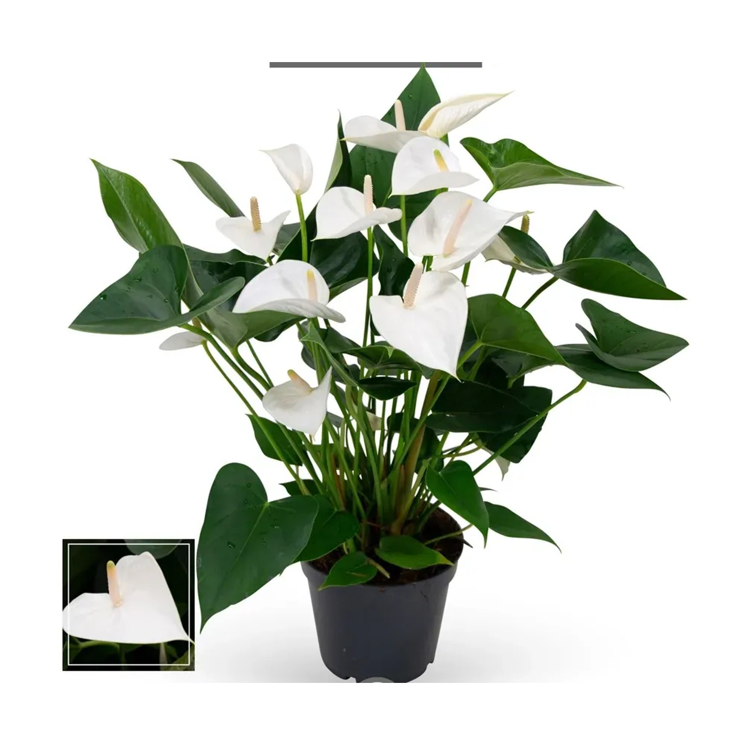 Anturium - Anthurium White 12 kwiatów XL wys. 70-75cm