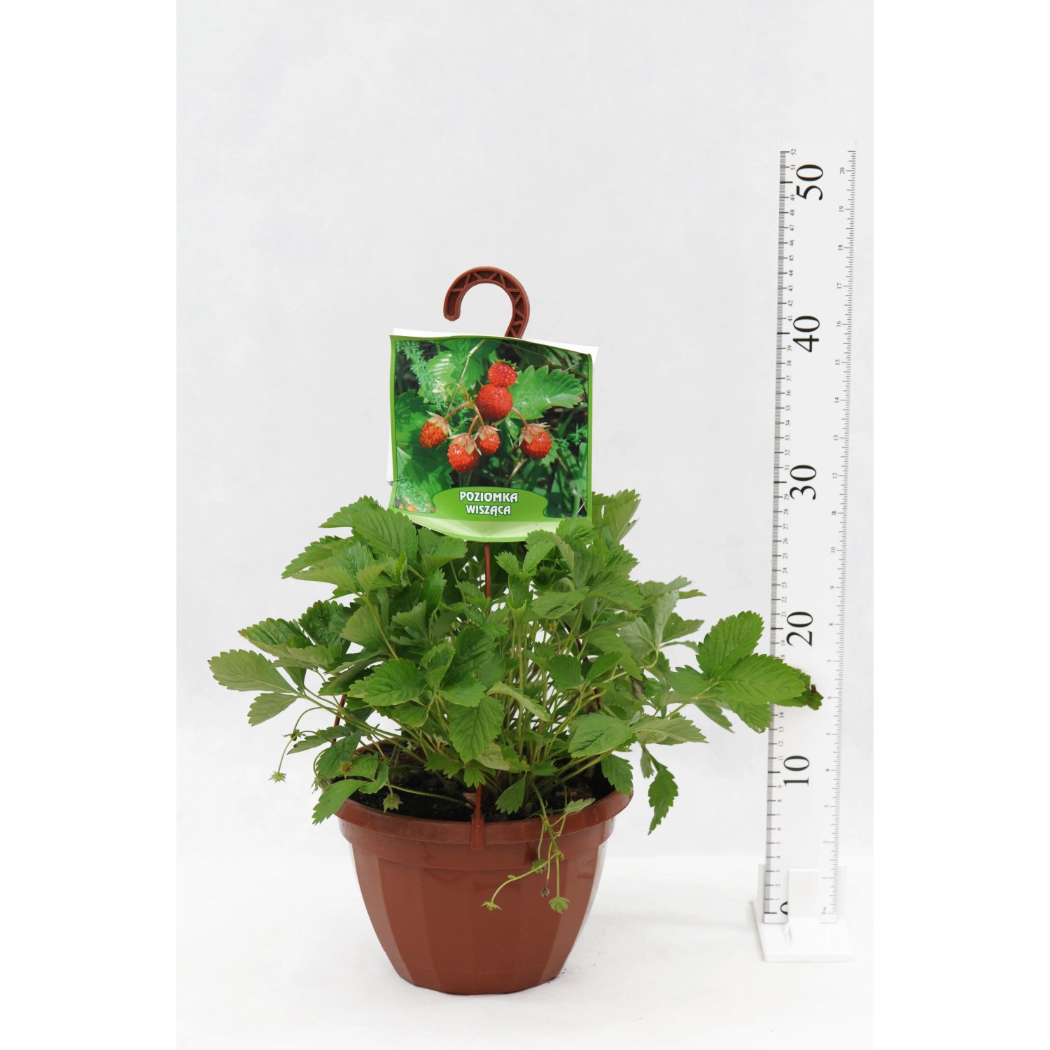 Truskawka w doniczce wiszącej don. 19 cm