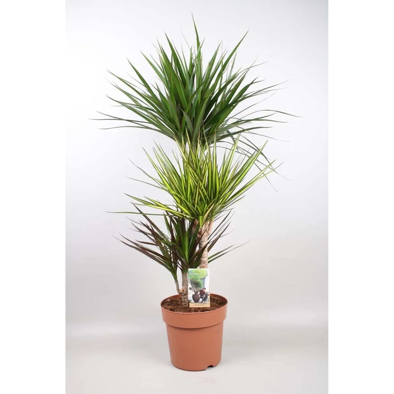 Dracaena Carnaval - wys. około 115 cm, don. 21 cm