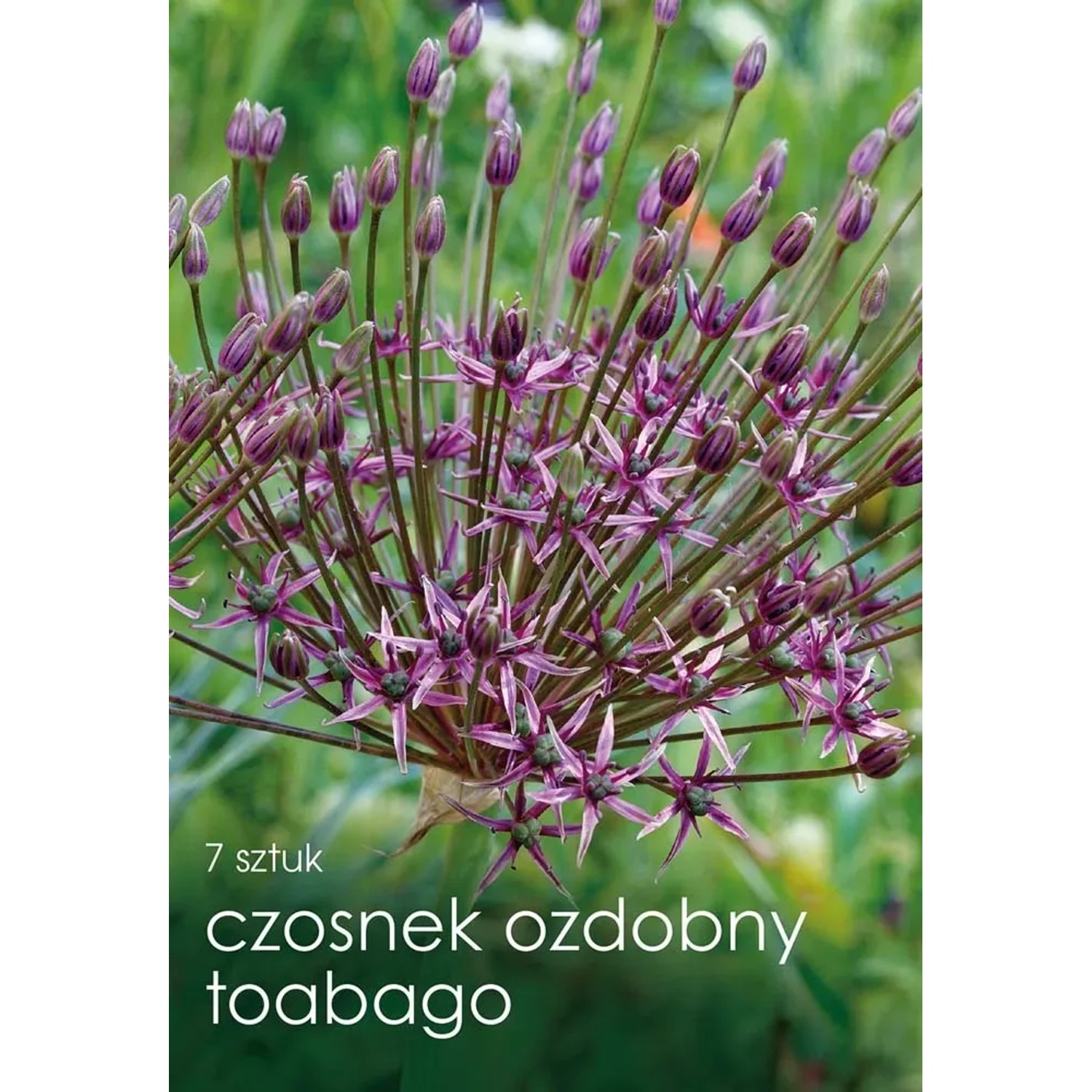 Czosnek (Allium) Toabago - 7 szt.