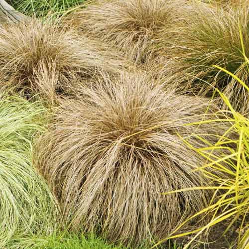 Ostrica (Carex) Bronco, C3 - : Monžstvo balíkov: 1 sad