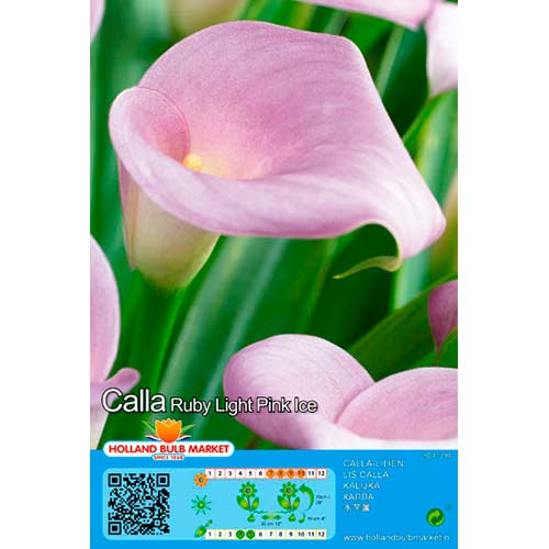 1 szt, Calla Pink - Stauden: Ilość w opakowaniu: 1 Stück