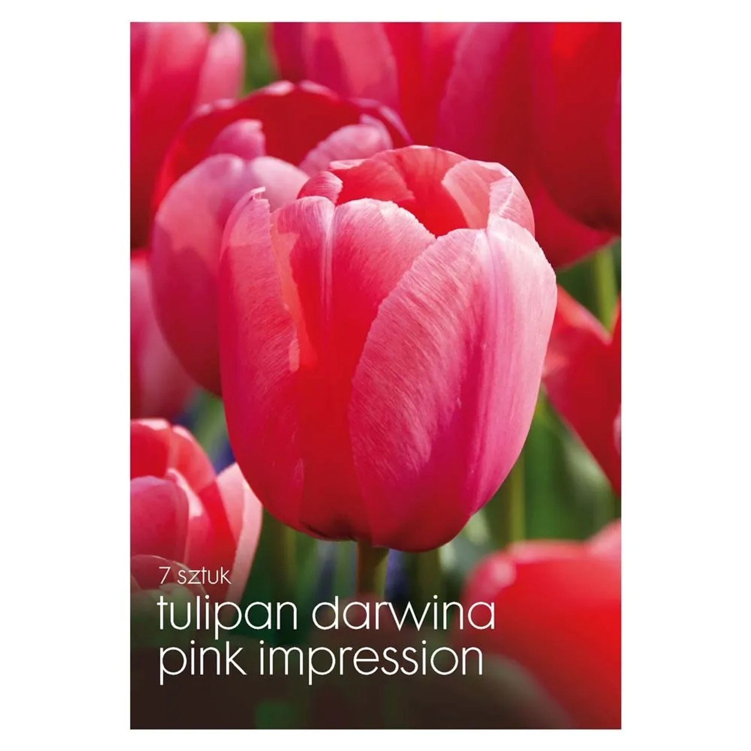 Tulipan (Pink Impression) - 7 szt.