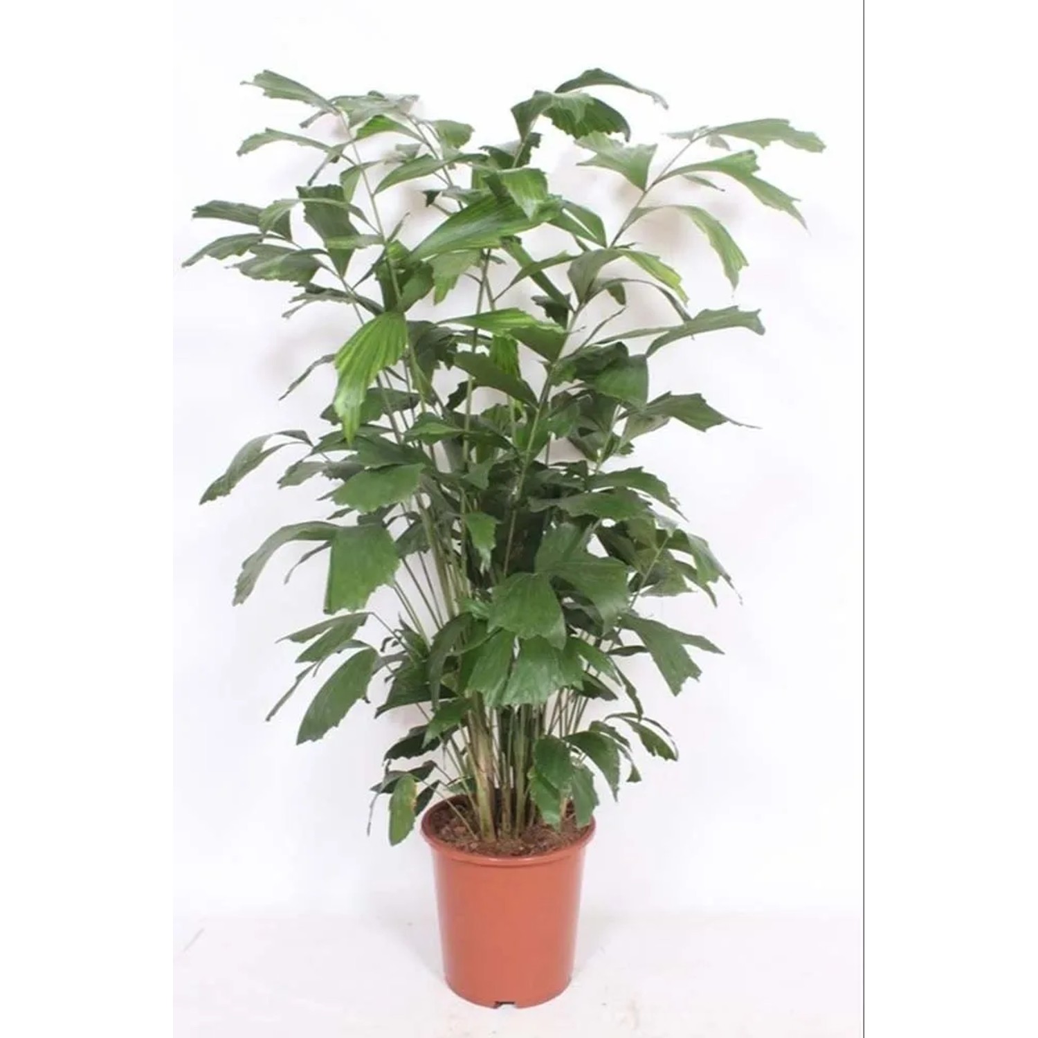 Palma orzechowa (Caryota Mitis) - wys. około 130 cm, don. 27 cm
