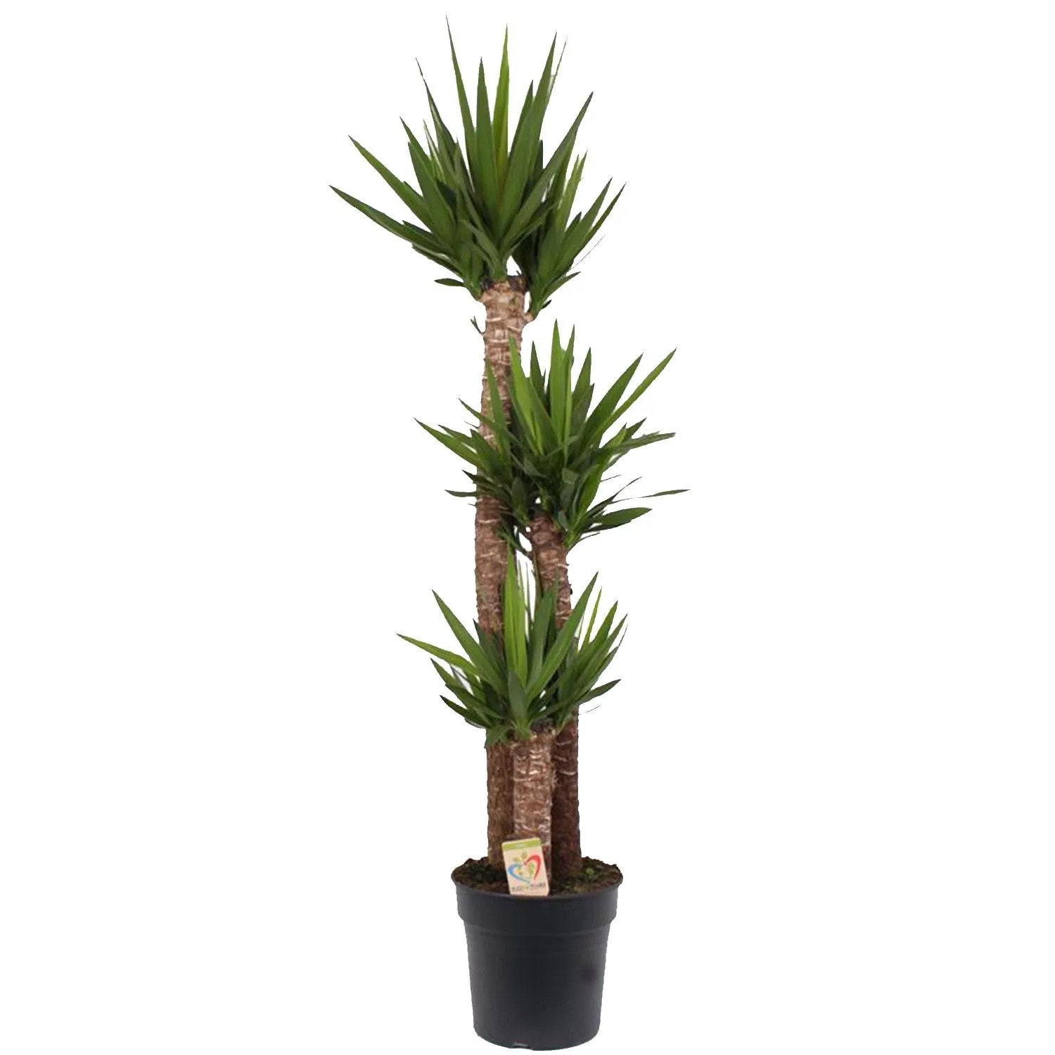 Juka (Yucca) 3 pędy - wys. 170 cm, don. 31 cm
