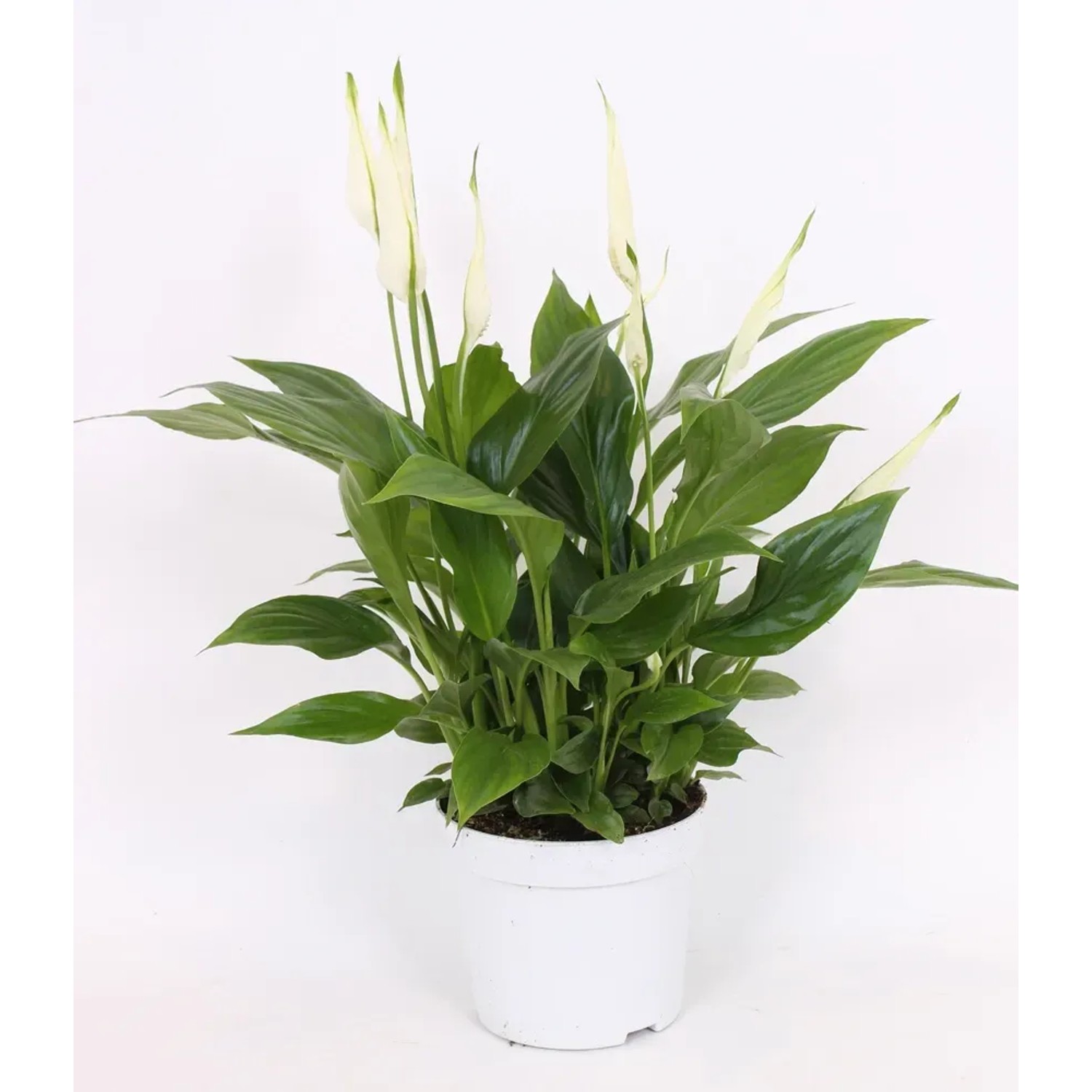Skrzydłokwiat (Spathiphyllum) Bellini wys. 40cm