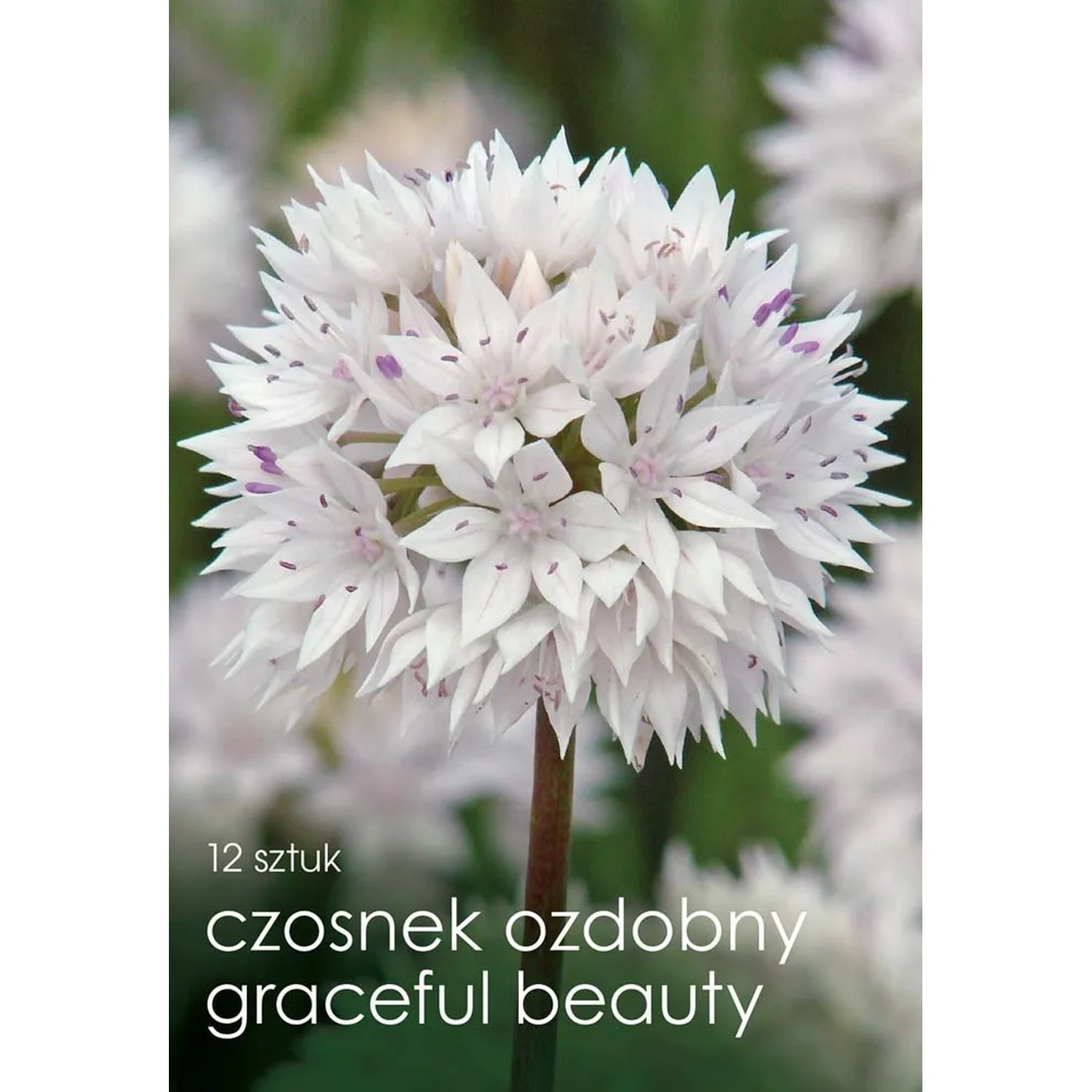 Czosnek (Allium) Grace. B - 12 szt.