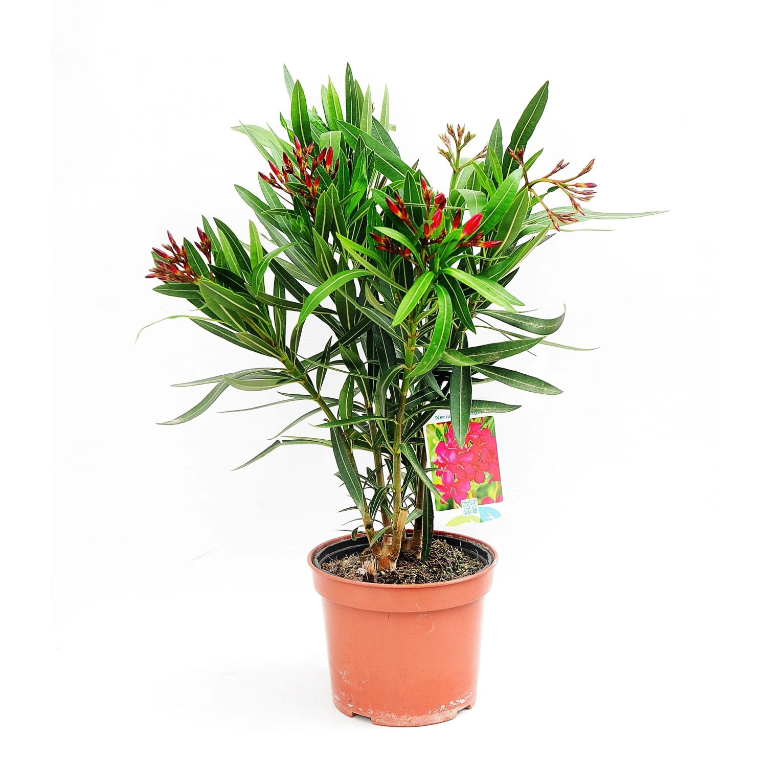 Oleander krzew wys. ok. 30 cm (Nerium sp.)