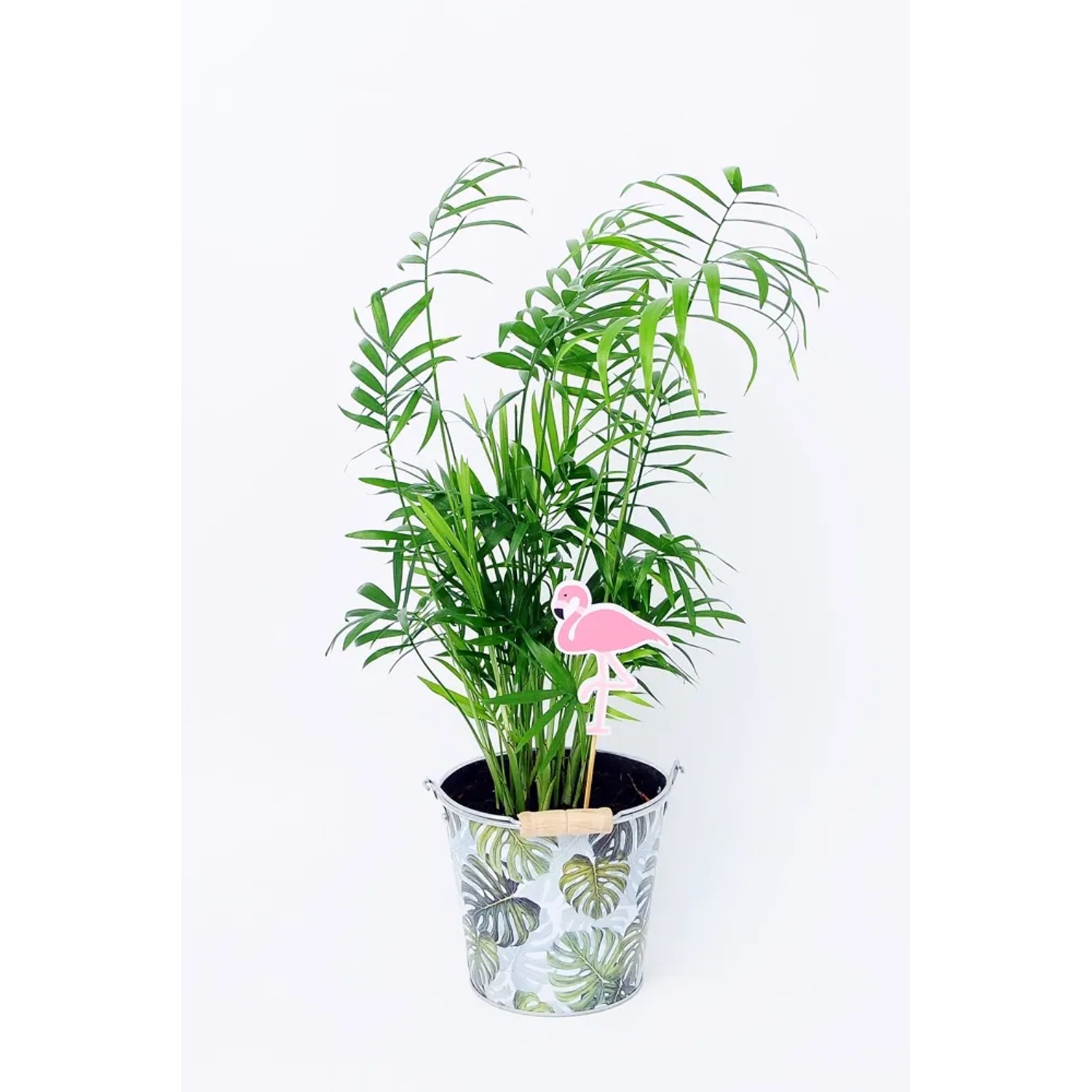 Chamedora w osłonce ozdobnej don. 13 cm