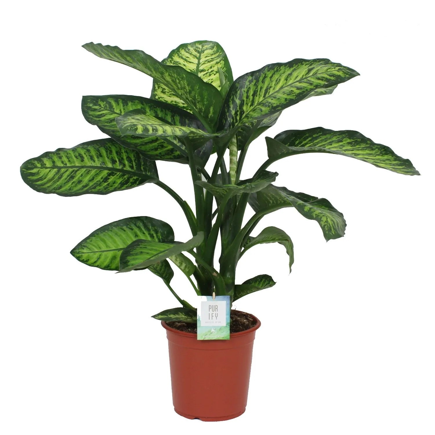 Difenbachia (Dieffenbachia Reeva) don. 17 cm