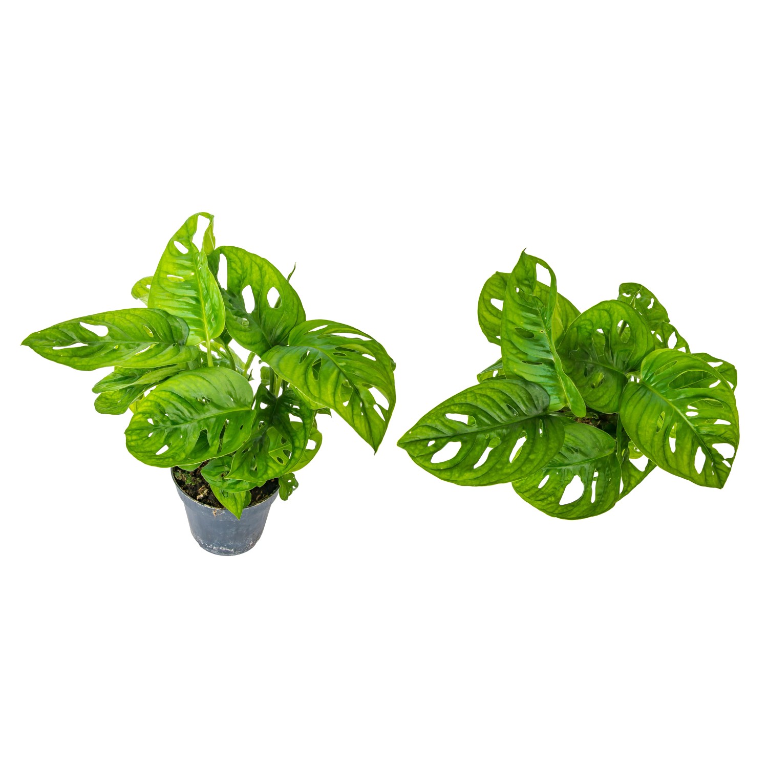 Monstera adansoni Monkey Leaf (Monstera Monkey Leaf) - don. 12 cm