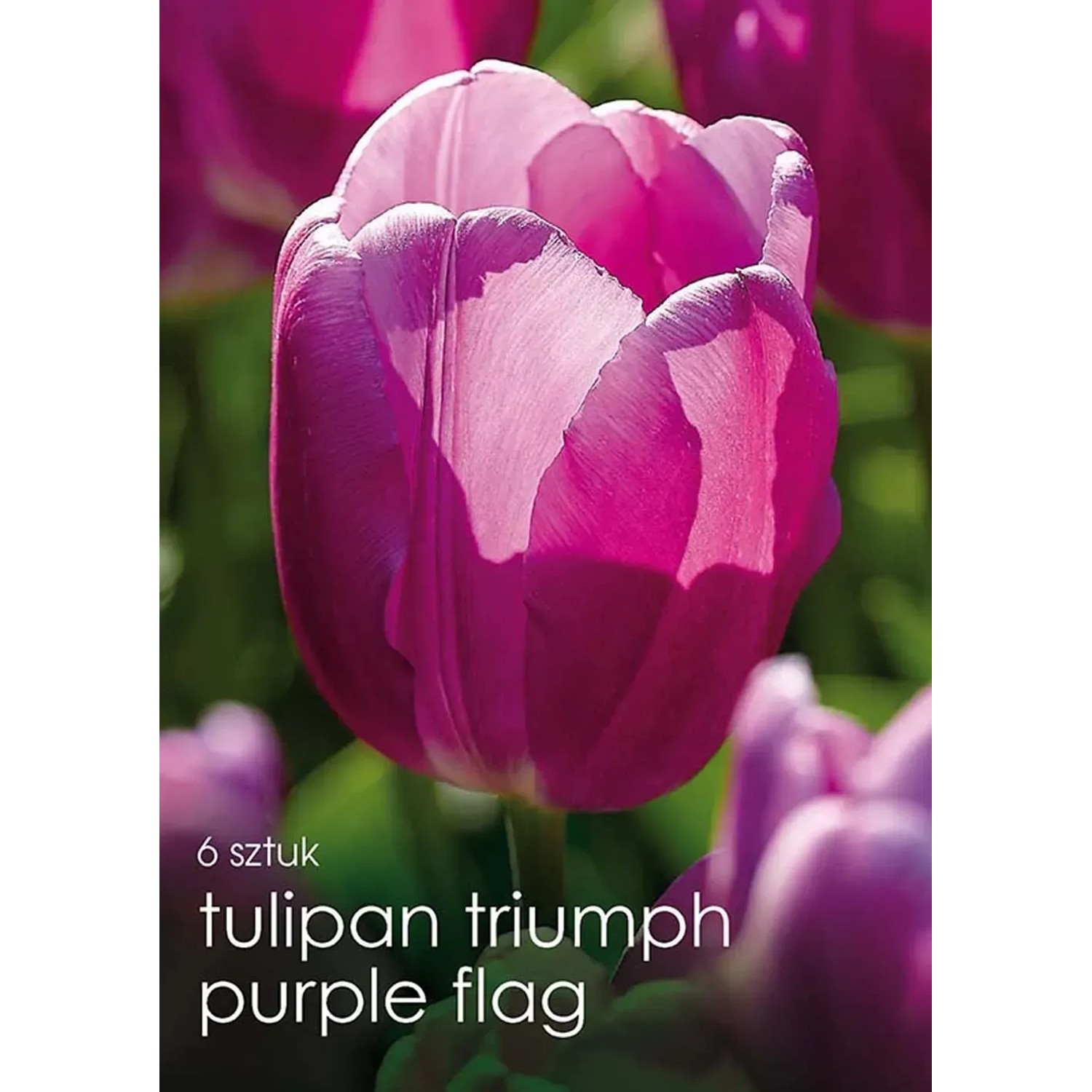 Tulipan odm. Purple Flag (Tulipa sp.) - 6 szt.