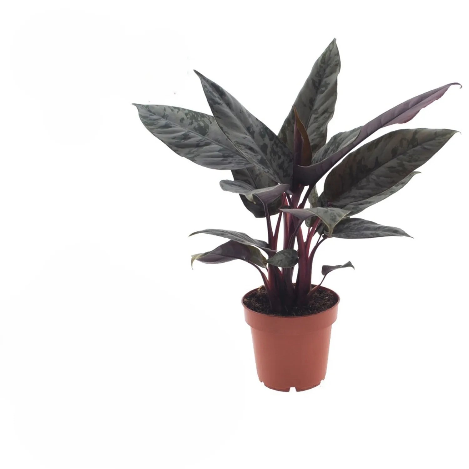 Appoballis Ac. Red Sword (Aponogeton acuminatus Red Sword) don. 12 cm
