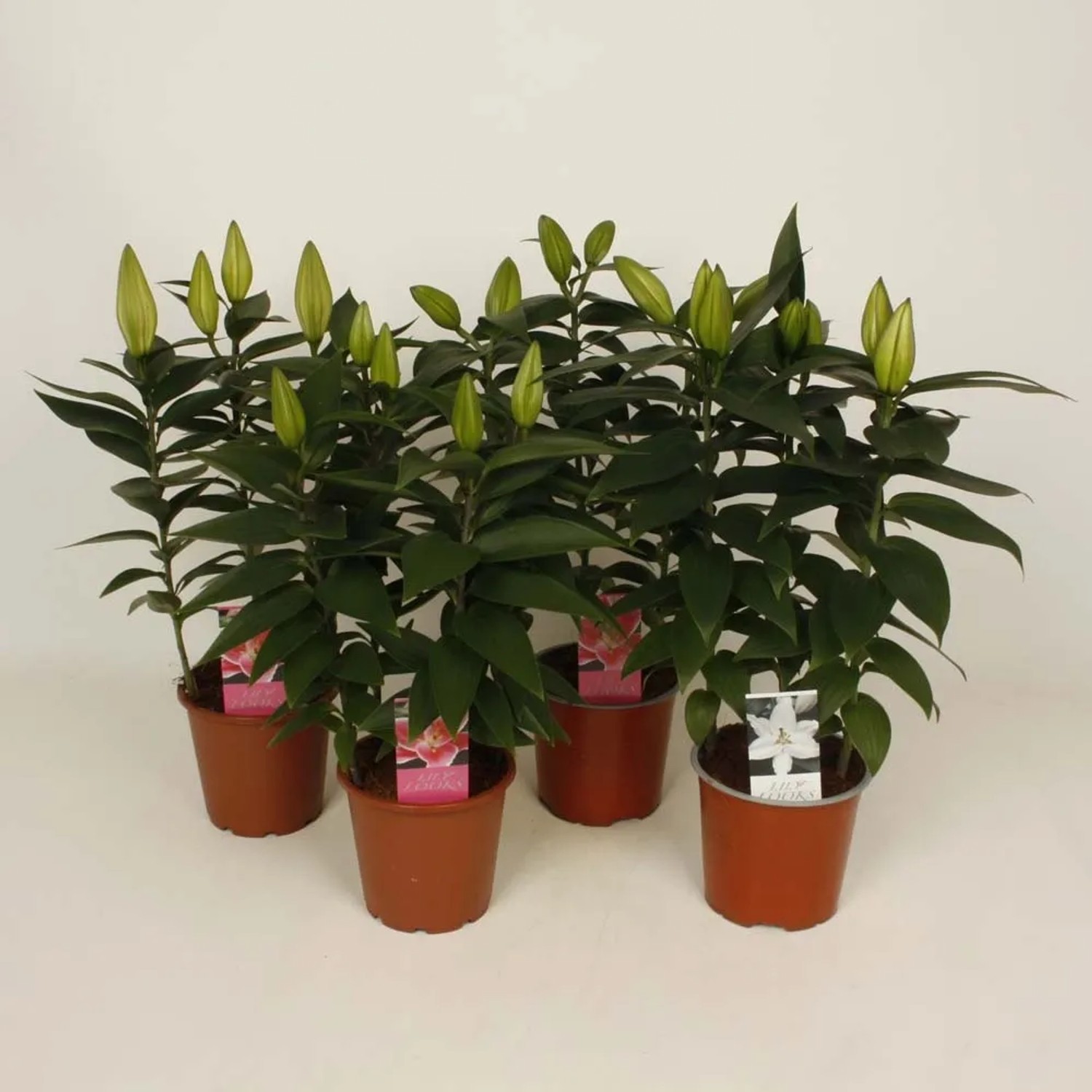 Lilia orientalna (Lillium oriental) - don. 13 cm