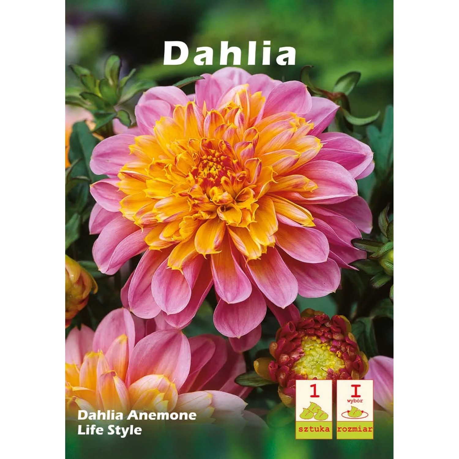 Dalia Life Style 1szt
