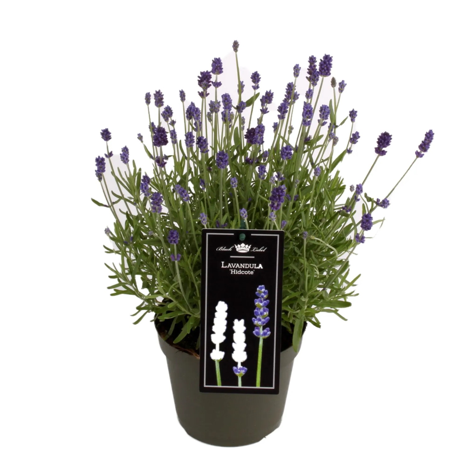 Lawenda wąskolistna (Lavandula Hidcote) - don. 15 cm