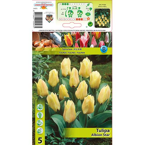 5 cib, Tulipán Albion Star - : Monžstvo balíkov: 5 cib