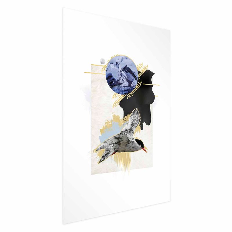 Plakat Artgeist Rybitwa antarktyczna 60x90 cm bez ramy 1 szt