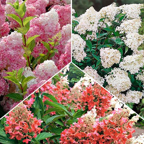 3 szt., Super Oferta! Zestaw hortensji bukietowej 3 odmiany - Sadzonki: Ilość w opakowaniu: 3 szt.