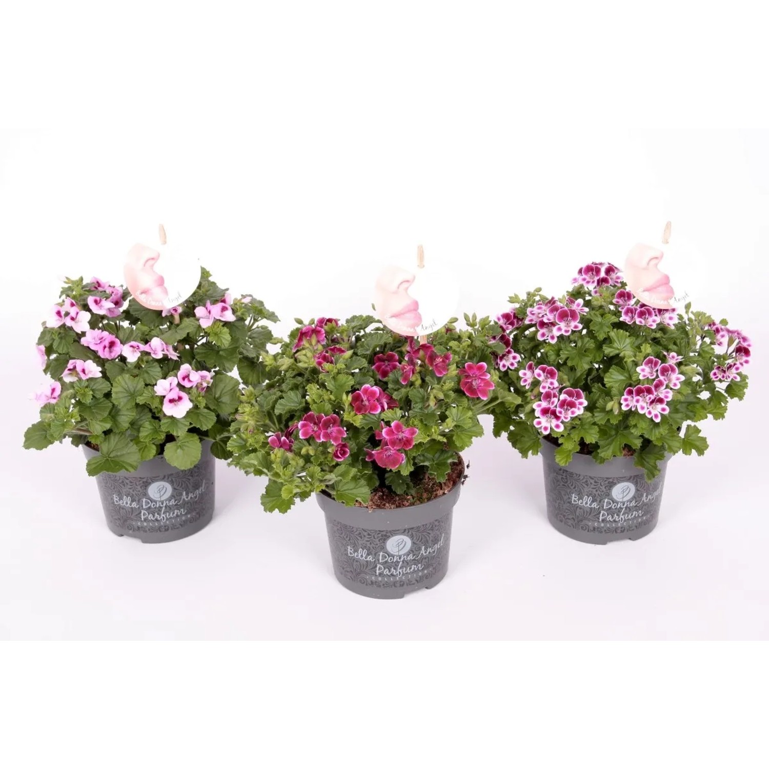 Pelargonia Bella Donna Perfume wys. 12 cm