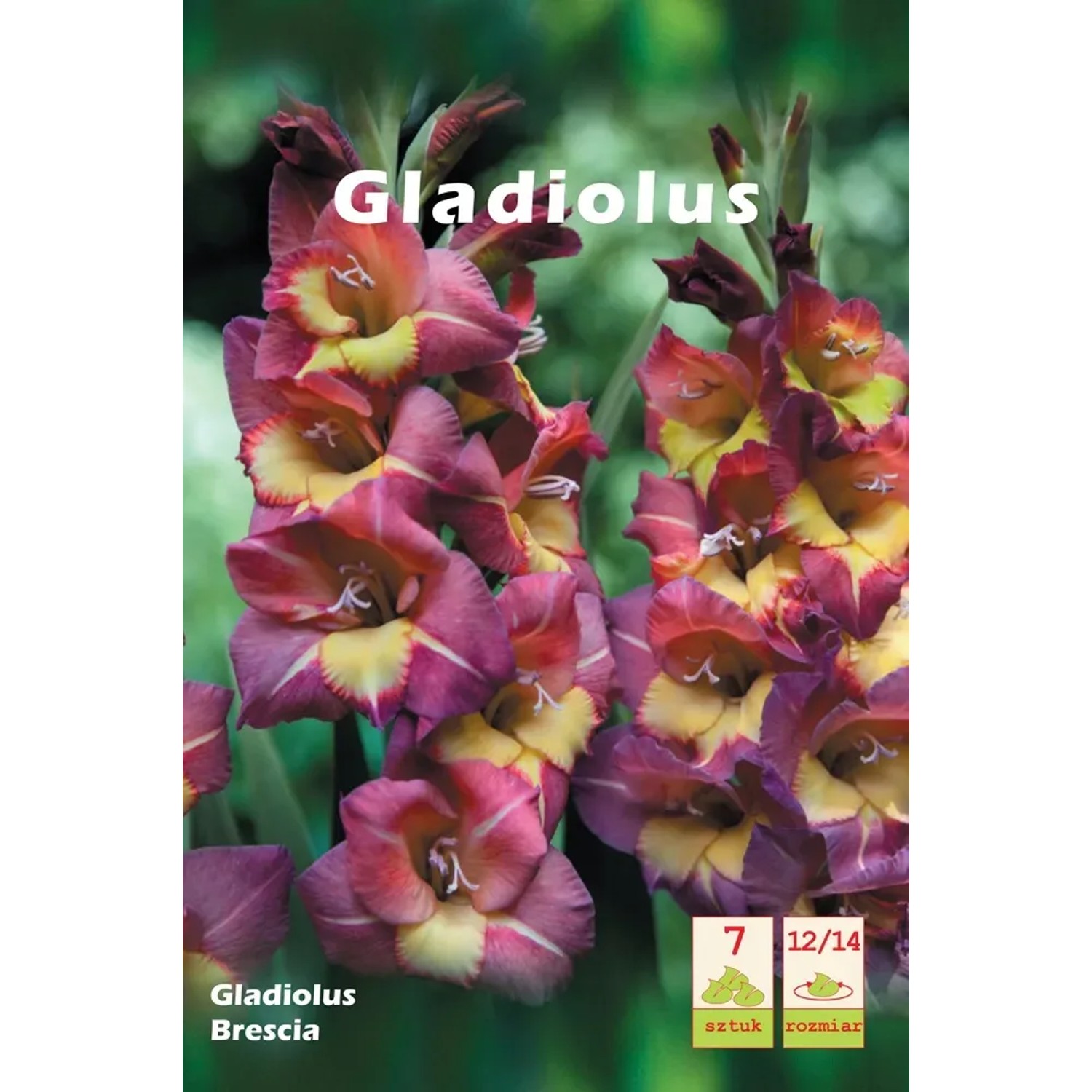 Mieczyk Gladiolus Brescia 1szt. 12/14