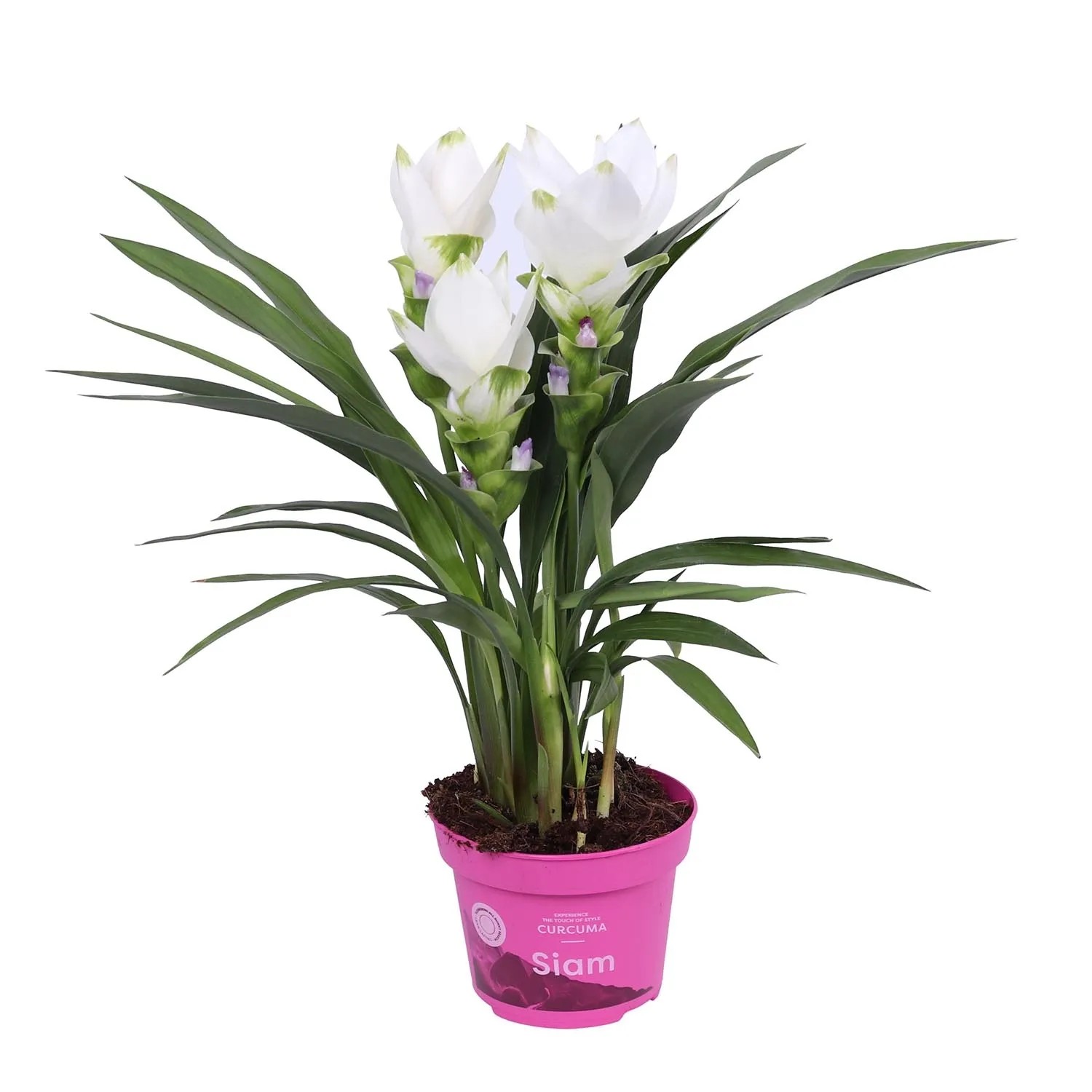 Kurkuma Pink and White (Curcuma) don. 12 cm