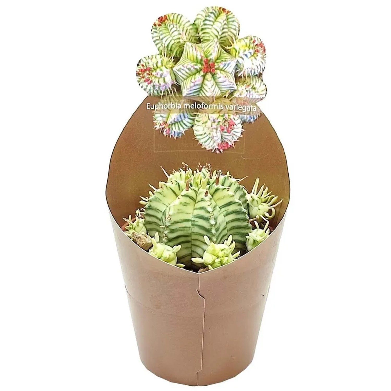 Euphorbia Meloformis Variegata - don. 6,5 cm