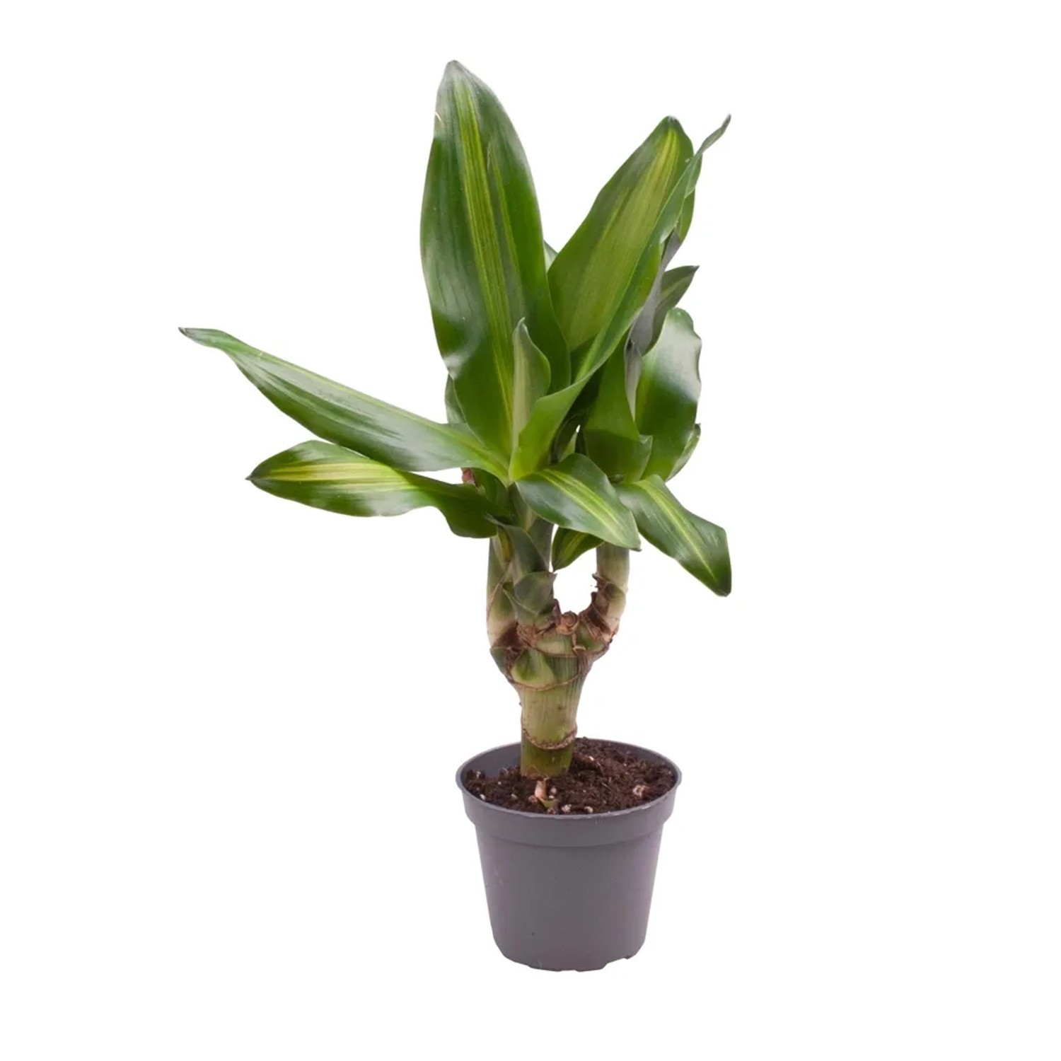 Dracena Fragrans Cintho - don. 6 cm