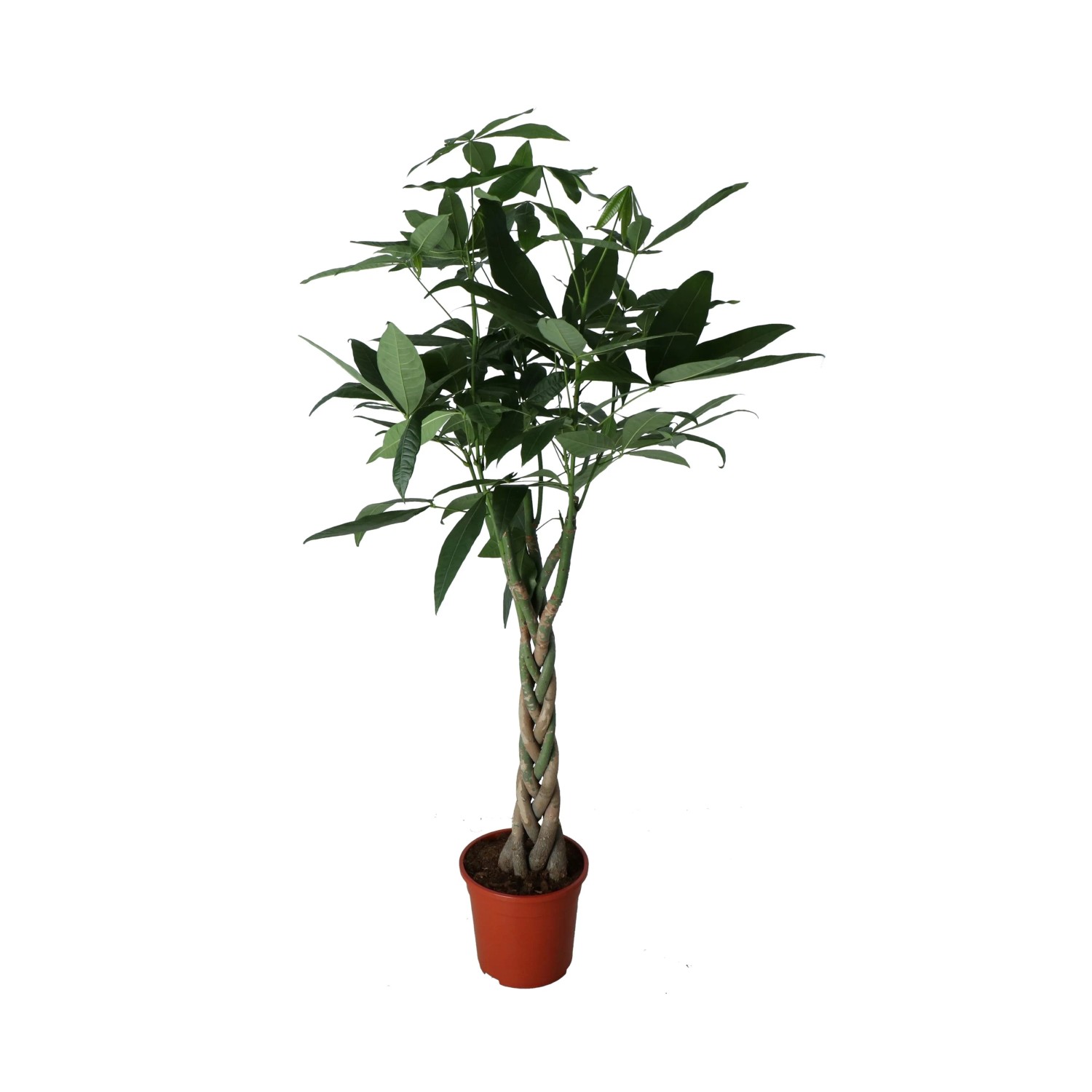 Pachira pleciona (Pachira aquatica) wys. 130-140 cm, don. 24 cm