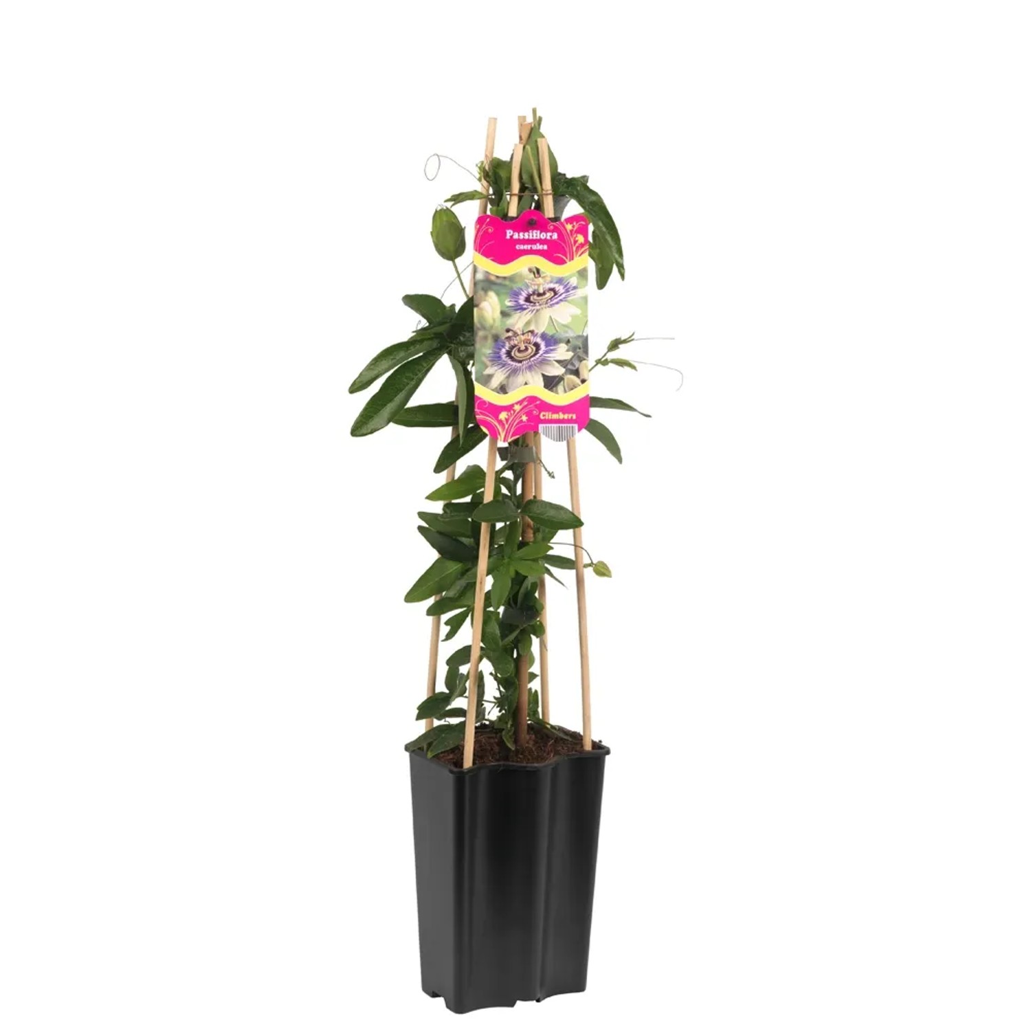 Męczennica Passiflora caerulea wys. 60cm don. 19cm