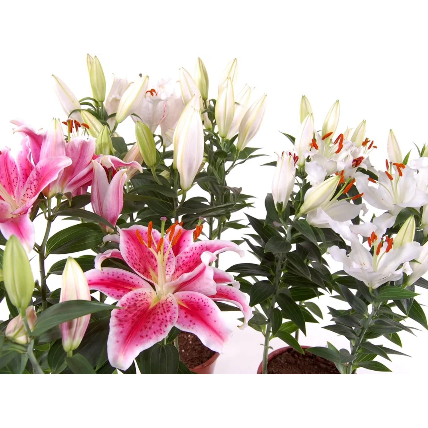 Lilia orientalna 5 cebul - don. 3 l
