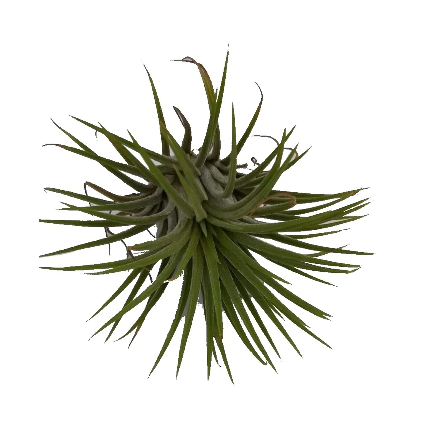 Oplątwa Tilandisia (Tillandsia) melanocrat