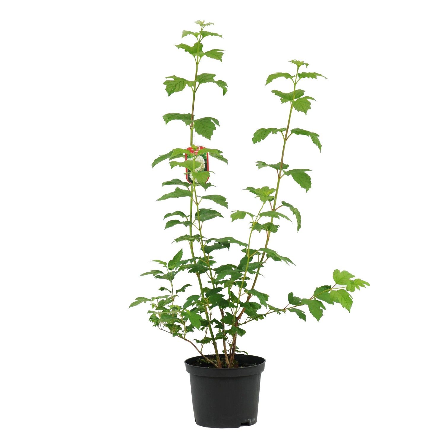 Kalina koralowa odm. Roseum (Viburnum opulus)